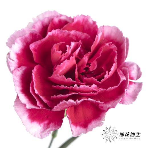 多头康乃馨 | 浅紫太子 商品图1