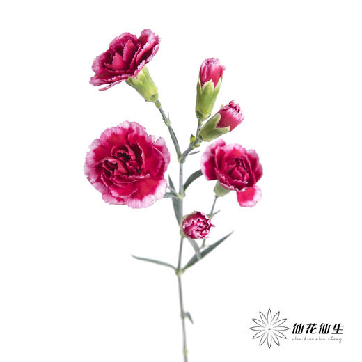 多头康乃馨 | 浅紫太子 商品图4