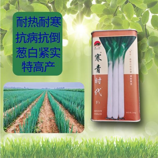 【种子限量供应】寒青时代高产长白葱，高抗病害，叶厚抗倒伏、叶子直长白大葱种子 商品图1