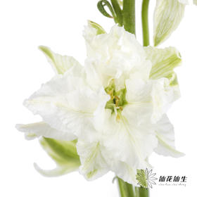 配花 | 千鸟飞燕白色