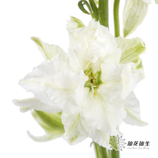 配花 | 千鸟飞燕白色 商品图0