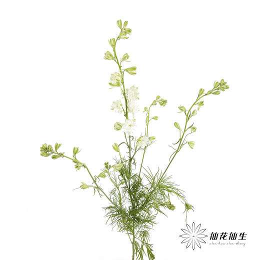 配花 | 千鸟飞燕白色 商品图3