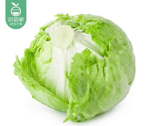 云南新鲜结球生菜/1份（1.5kg±100g） 商品图5