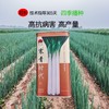 【种子限量供应】寒青时代高产长白葱，高抗病害，叶厚抗倒伏、叶子直长白大葱种子 商品缩略图2