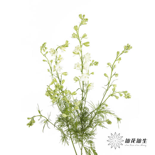 配花 | 千鸟飞燕白色 商品图4