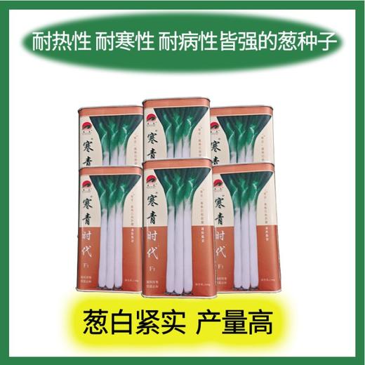 【种子限量供应】寒青时代高产长白葱，高抗病害，叶厚抗倒伏、叶子直长白大葱种子 商品图3
