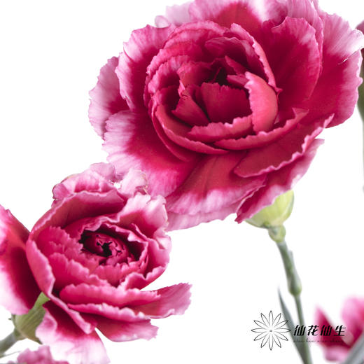 多头康乃馨 | 浅紫太子 商品图0