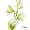 配花 | 千鸟飞燕白色 商品缩略图2