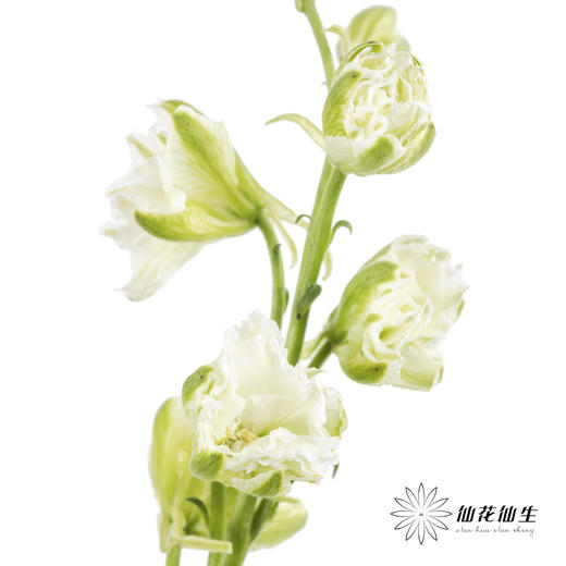 配花 | 千鸟飞燕白色 商品图2