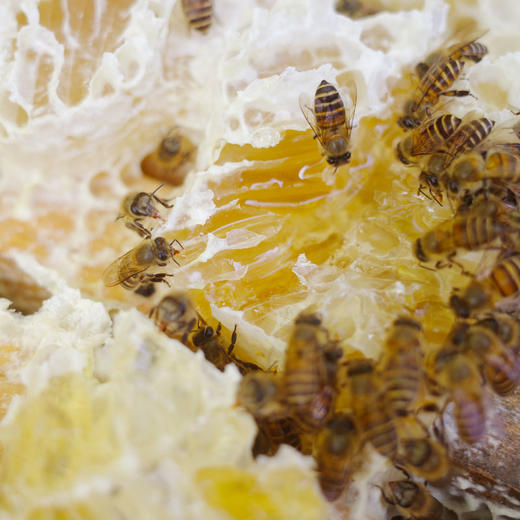 「土蜂蜜」每年仅能取一次的百花蜜 商品图4