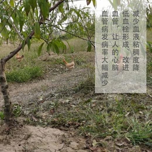 （乡村振兴商品）雨露河谷 土鸡蛋 商品图5