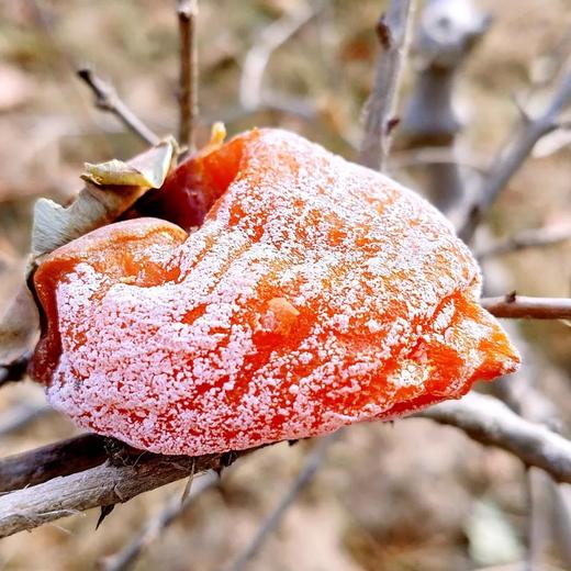 特惠活动『富平溏心柿饼』软糯流心，浓郁甜蜜，馈赠佳品 商品图1