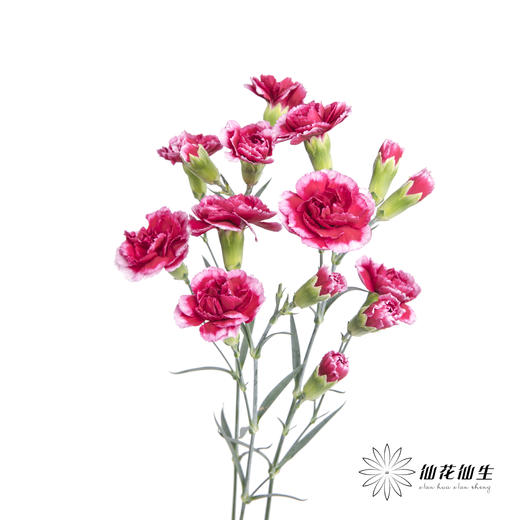 多头康乃馨 | 浅紫太子 商品图5