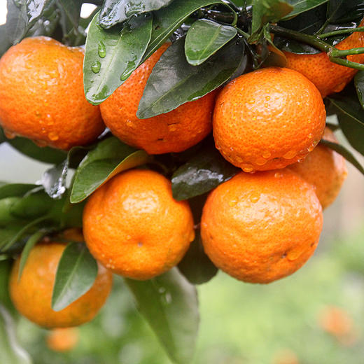 广西贺州沙糖橘 约580g/盒