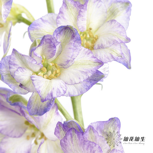 配花 | 千鸟飞燕紫色 商品图1