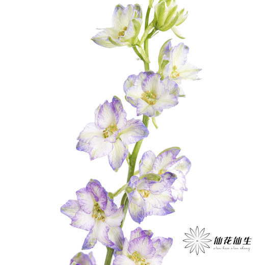 配花 | 千鸟飞燕紫色 商品图3