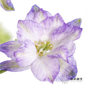 配花 | 千鸟飞燕紫色