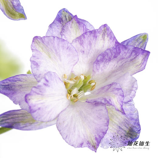 配花 | 千鸟飞燕紫色 商品图0