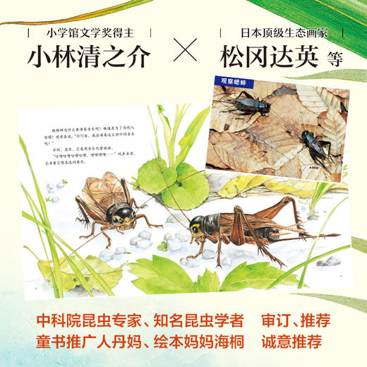 【果壳&爱心树】zui美的法布尔昆虫记（畅销十年，销量突破150万册） 商品图1