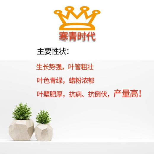 【种子限量供应】寒青时代高产长白葱，高抗病害，叶厚抗倒伏、叶子直长白大葱种子 商品图5