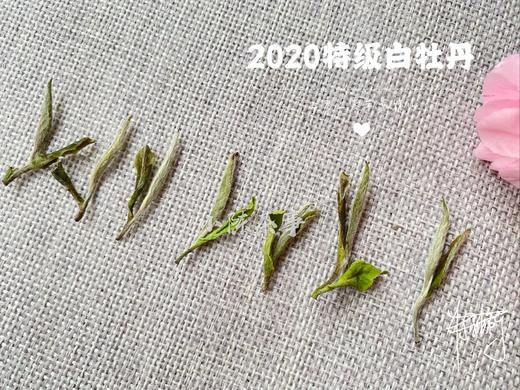 2020高山牡丹王《春望》（100克罐装） 商品图5