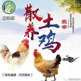 散养老母鸡【产地直发】