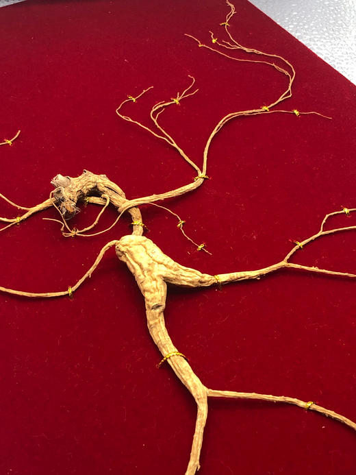 野山参 商品图3