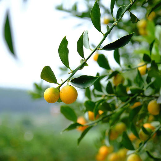 正宗广西融安脆蜜金柑  肉嫩化渣 香甜爆汁 商品图8