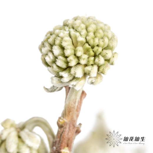 配花 | 结香 商品图2