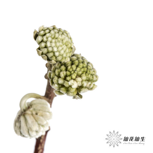 配花 | 结香 商品图1