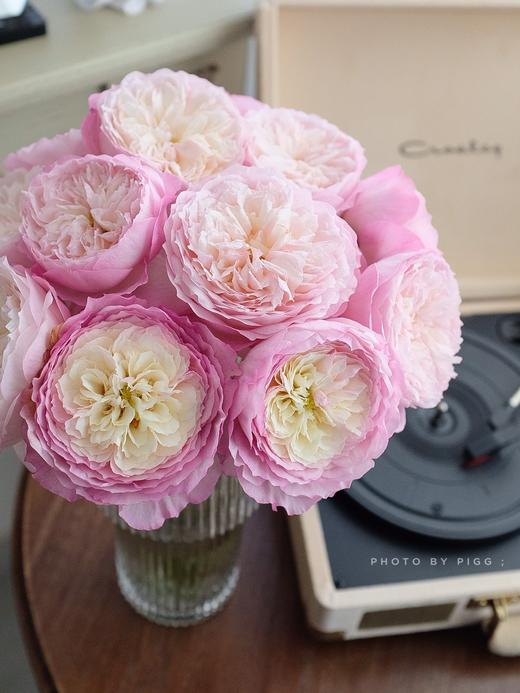 肯尼亚进口奥斯汀玫瑰CONSTANCE康斯坦12支 商品图1