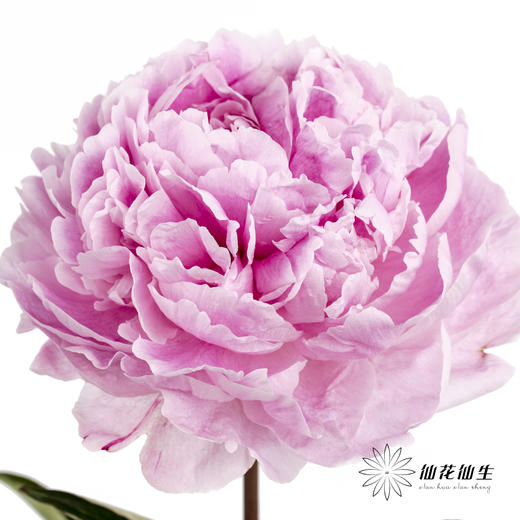 新西兰花材 | 芍药萨拉 sarah bernhart 商品图6