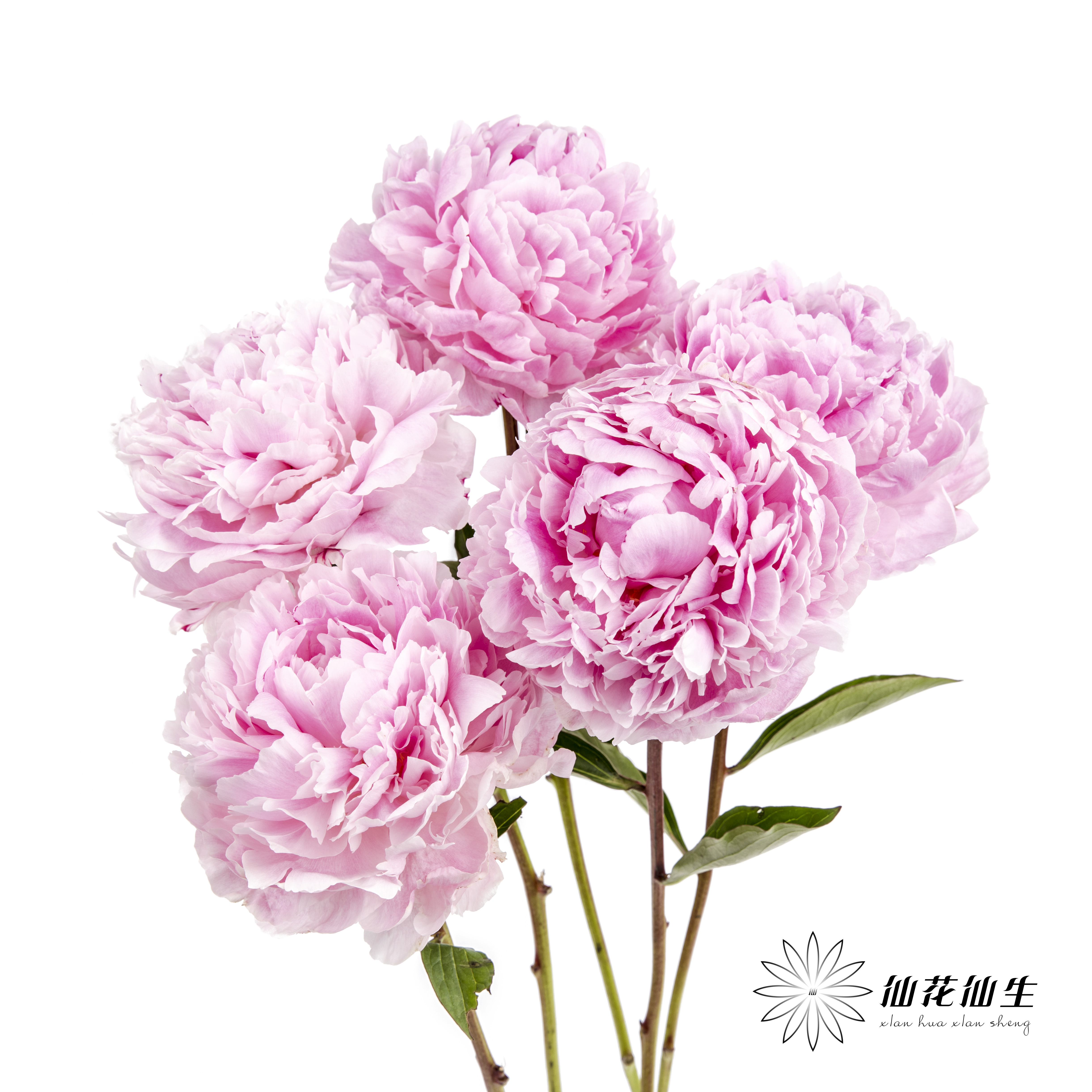 新西兰花材 | 芍药萨拉 sarah bernhart