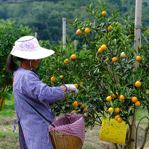 正宗广西融安脆蜜金柑  肉嫩化渣 香甜爆汁 商品图7