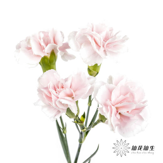 多头康乃馨 | 太子妃 商品图3