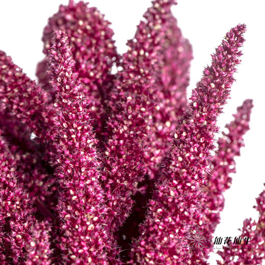 配花 | 千穗 商品图2