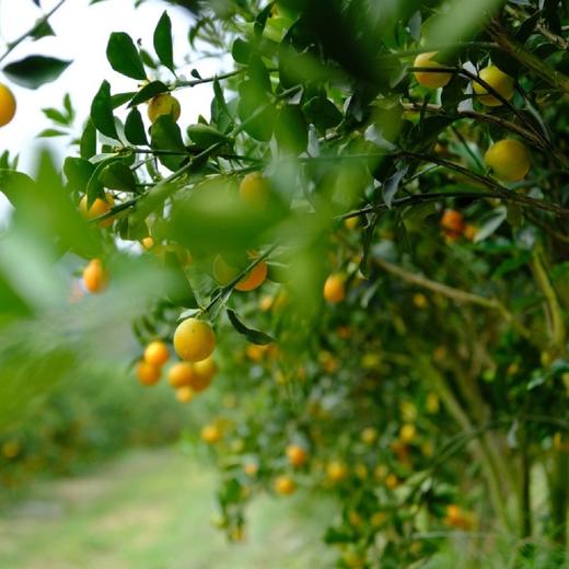 正宗广西融安脆蜜金柑  肉嫩化渣 香甜爆汁 商品图10