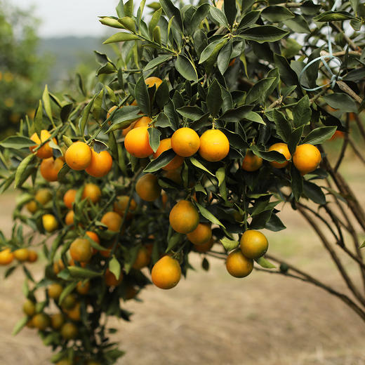 正宗广西融安脆蜜金柑  肉嫩化渣 香甜爆汁 商品图9