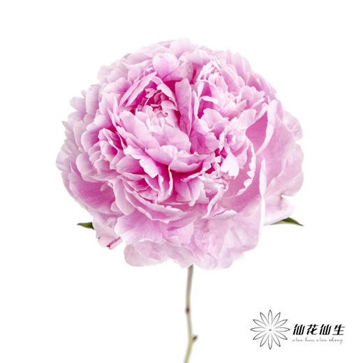 新西兰花材 | 芍药萨拉 sarah bernhart 商品图1