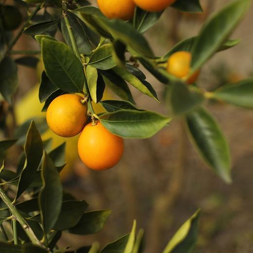 正宗广西融安脆蜜金柑  肉嫩化渣 香甜爆汁 商品图5