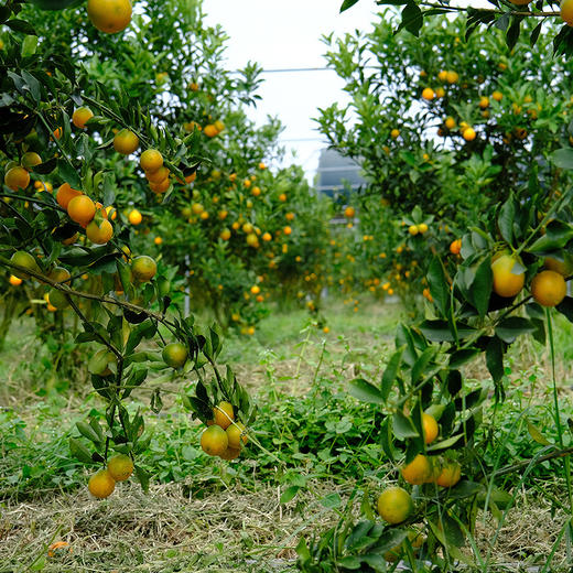 正宗广西融安脆蜜金柑  肉嫩化渣 香甜爆汁 商品图6