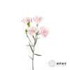 多头康乃馨 | 太子妃 商品缩略图4