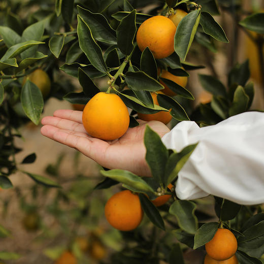 正宗广西融安脆蜜金柑  肉嫩化渣 香甜爆汁 商品图0