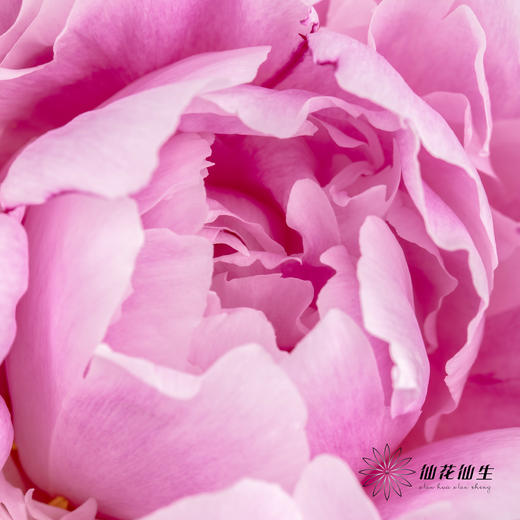 新西兰花材 | 芍药萨拉 sarah bernhart 商品图3