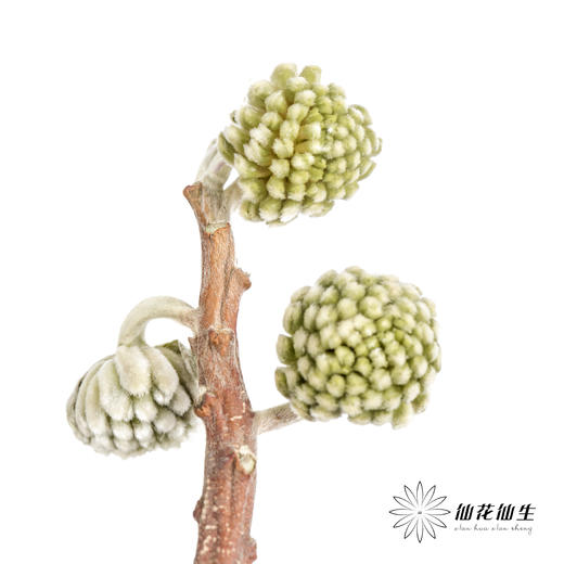 配花 | 结香 商品图3