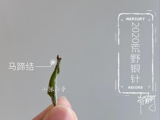 2020荒野银针《水龙吟》，露寒烟冷蒹葭老（50克品鉴装） 商品图2