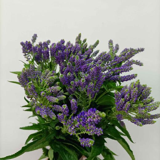 【家庭幸福】多头鼠尾  多色可选 约8-10支/扎 商品图6