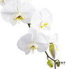 兰花 | 蝴蝶兰白色（可能有轻微瑕疵不售后，介意慎拍） 商品缩略图0
