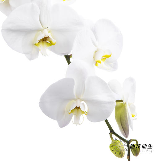 兰花 | 蝴蝶兰白色（可能有轻微瑕疵不售后，介意慎拍） 商品图0
