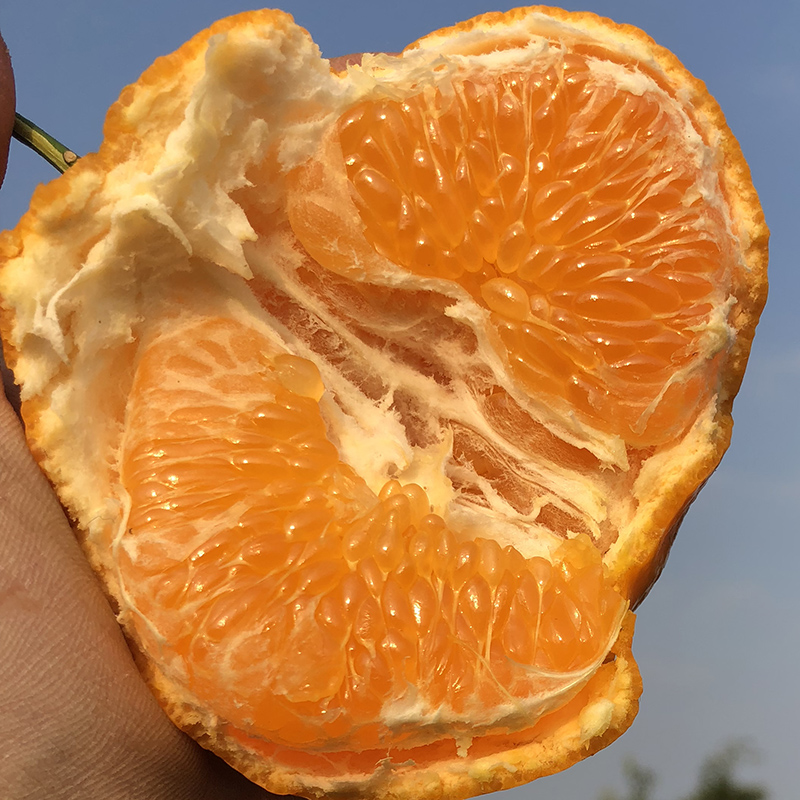 春见耙耙柑，细嫩多汁，酸甜适口，果肉化渣！